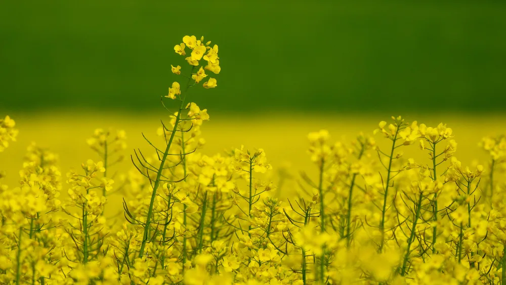 organic cold pressed mustard oil